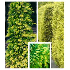 Туя складчатая Зебрина (Thuja plicata Zebrina)